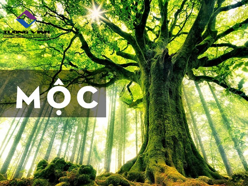 Mệnh Mộc Hợp Màu Gì? Giấy Dán Tường Màu Phong Thủy Mệnh Mộc