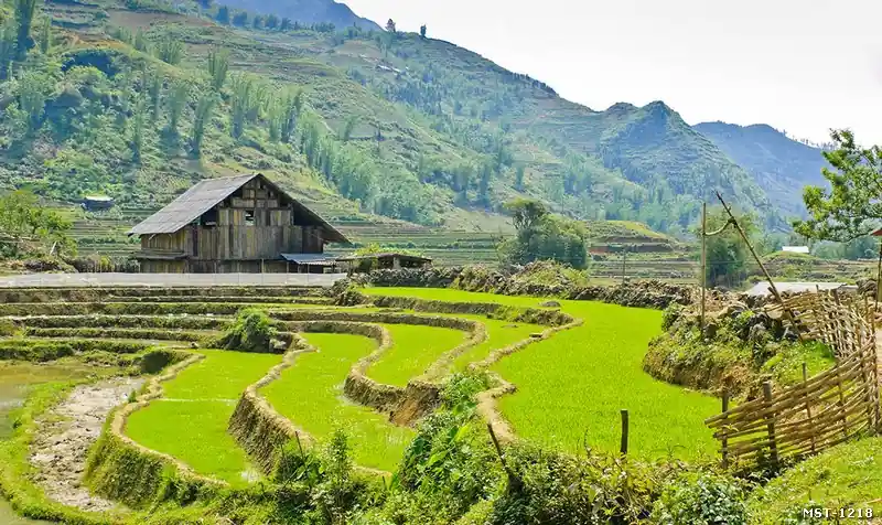 Tranh ruộng bậc thang tại Hoàng Su Phì, Xín Mần, Hà Giang