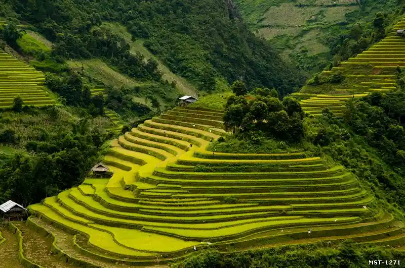 Tranh ruộng bậc thang Hồng Thái