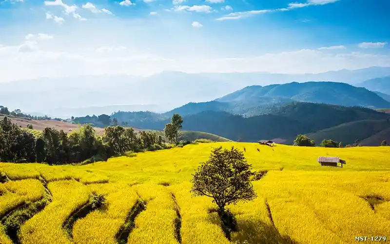 Tranh ruộng bậc thang Pù Luông