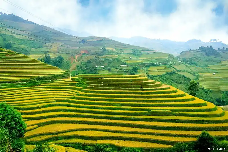 Tranh ruộng bậc thang Sapa, Lào Cai