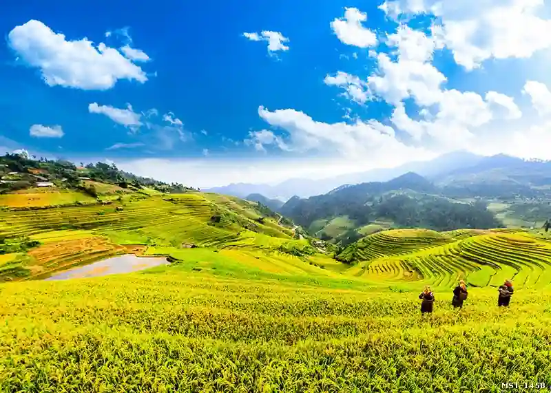 Tranh ruộng bậc thang Cao Phạ