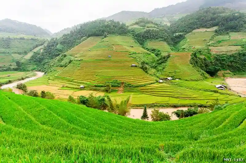 Tranh ruộng bậc thang Tả Phìn