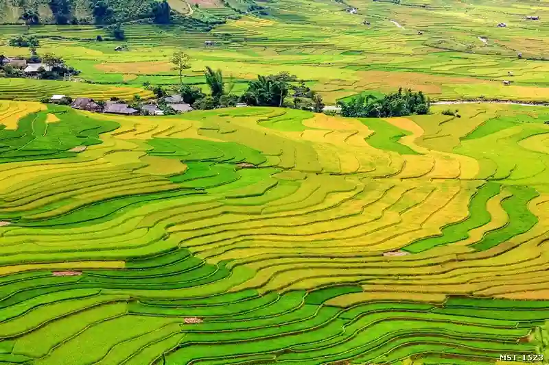 Tranh ruộng bậc thang Mường Hoa