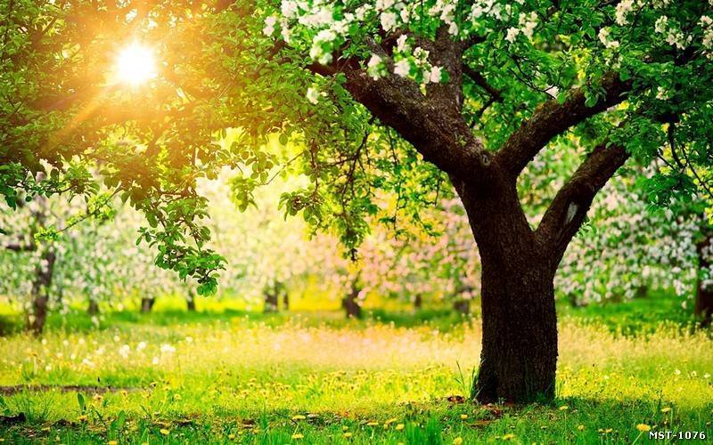 tranh dán tường ngoài trời